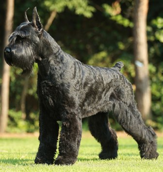 schnauzer gigante